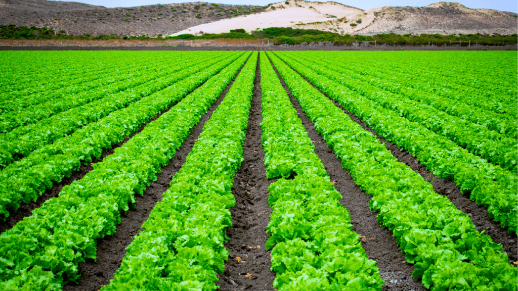 AI in Agriculture: Enhancing Crop Yield and Sustainability